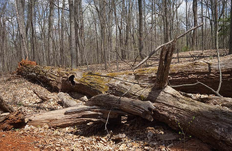 Montpelier’s ‘Landmark Forest’ rooted in history